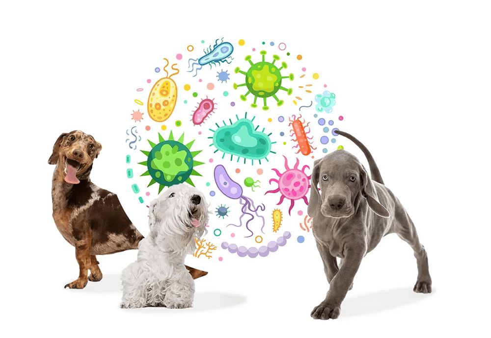 microbiota y su importtancia en la salud animal