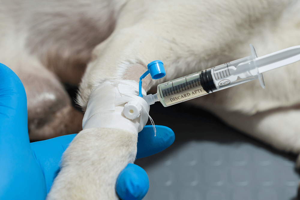 Plasmaféresis en UCI veterinaria