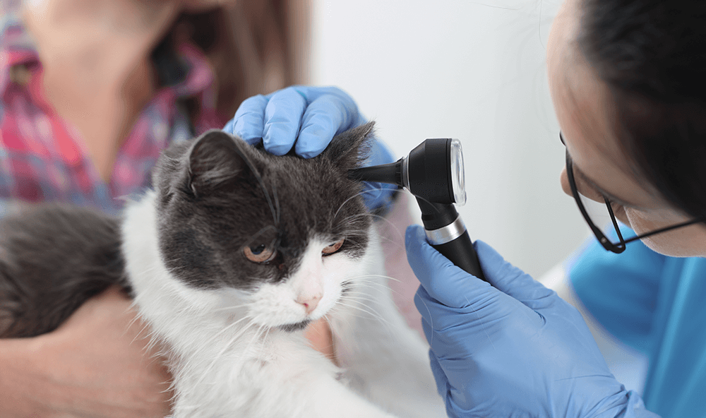 mujer-veterinaria-mirando-la-oreja-de-los-gatos-con-otoscopio-en-primer-plano