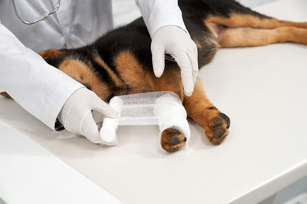 cosecha-de-manos-de-veterinario-vendando-la-pata-del-cachorro-de-pastor-en-la-clinica-veterinaria