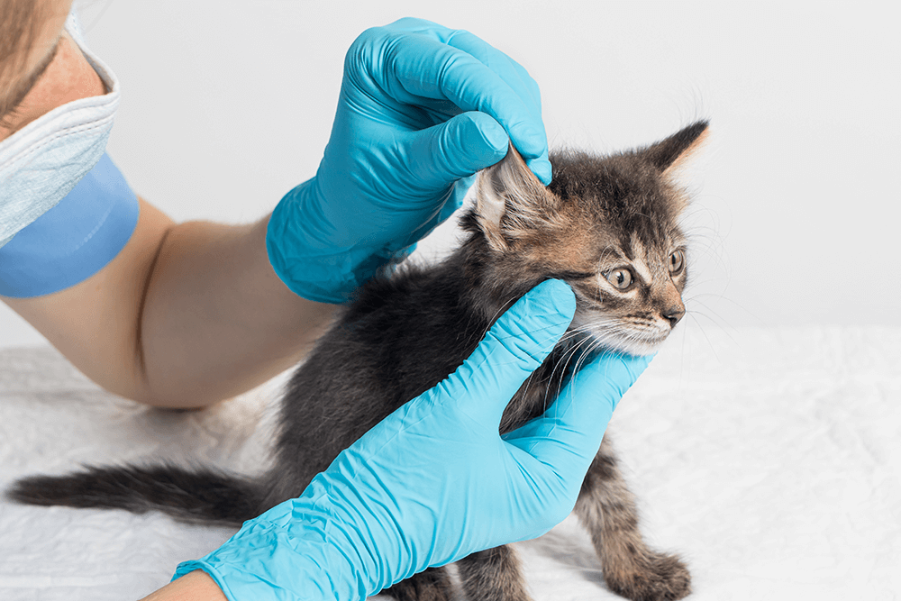 el-veterinario-examina-la-oreja-de-los-gatitos