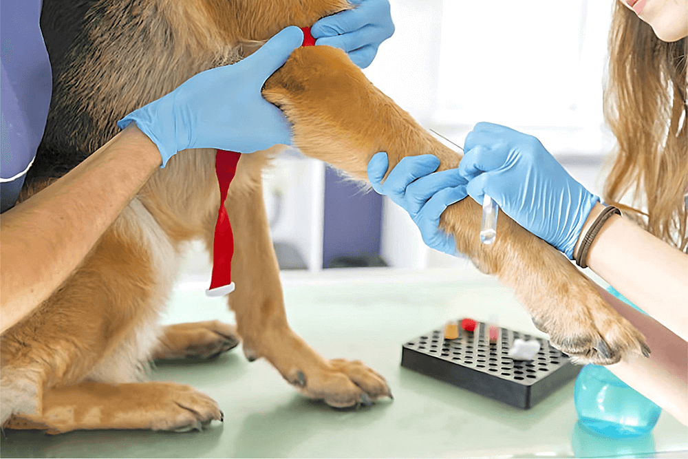 20-01-22-analisis-de-sangre-en-perros-676x451-1 (1)