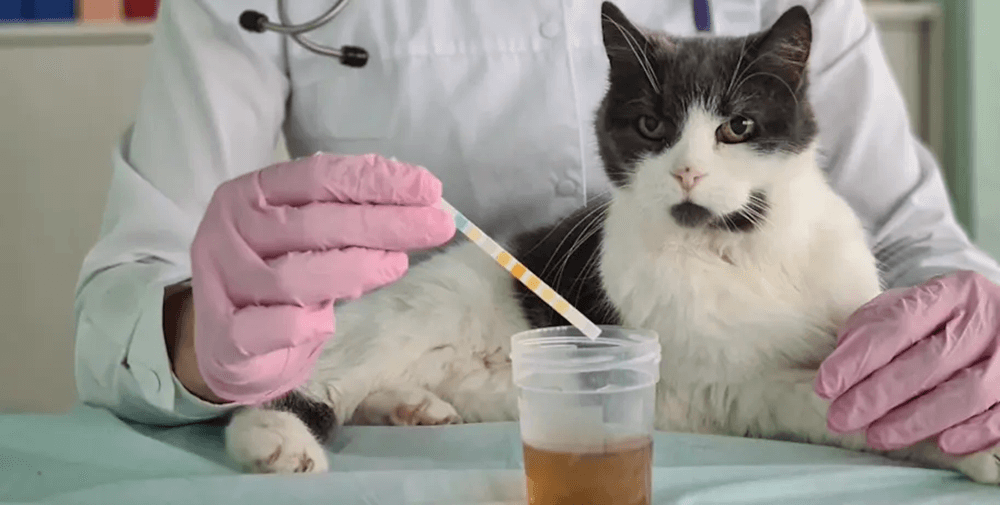 Santevet_-_analisis_orina_gato_precio_-_1 (1)