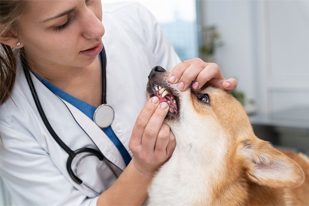 consejo-veterinario-de-salud-oral
